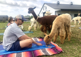 yoga with alpacas