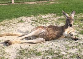 kangaroo and wallaby yoga
