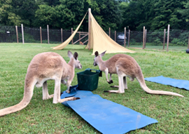 kangaroo yoga